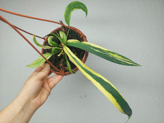 Anthurium Vittarifolium Aurea Mutation