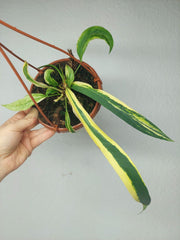 Anthurium Vittarifolium Aurea Mutation