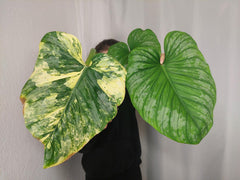 Philodendron Mamei Aurea Variegata vergrünt
