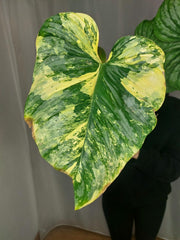 Philodendron Mamei Aurea Variegata vergrünt