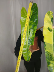 Philodendron Billietiae Variegata XXL