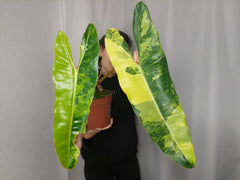 Philodendron Billietiae Variegata XXL