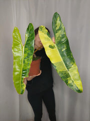 Philodendron Billietiae Variegata XXL