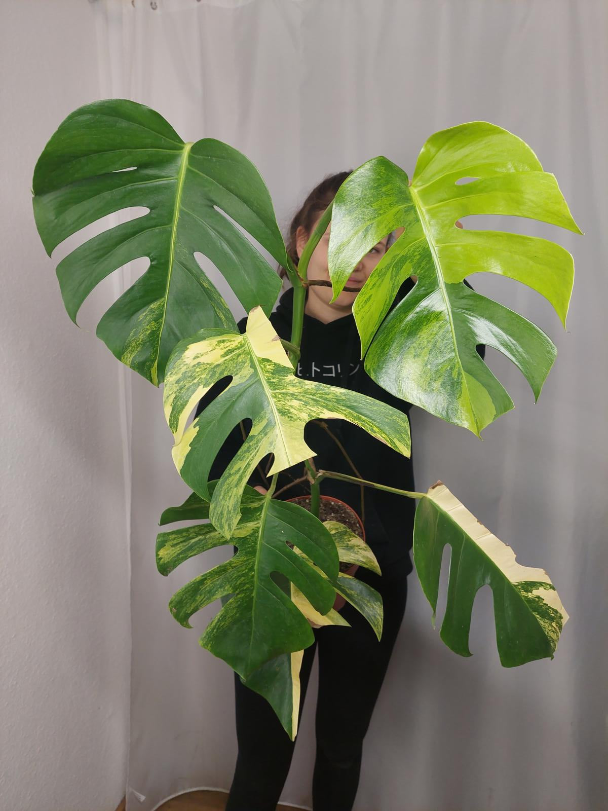 Monstera Aurea