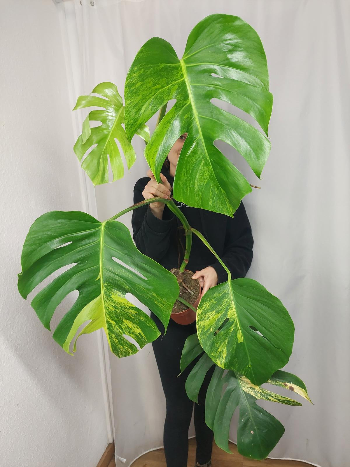 Monstera Aurea