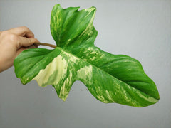 Philodendron Bipennifolium x Florida Beauty Steckling