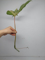 Philodendron Bipennifolium x Florida Beauty Steckling