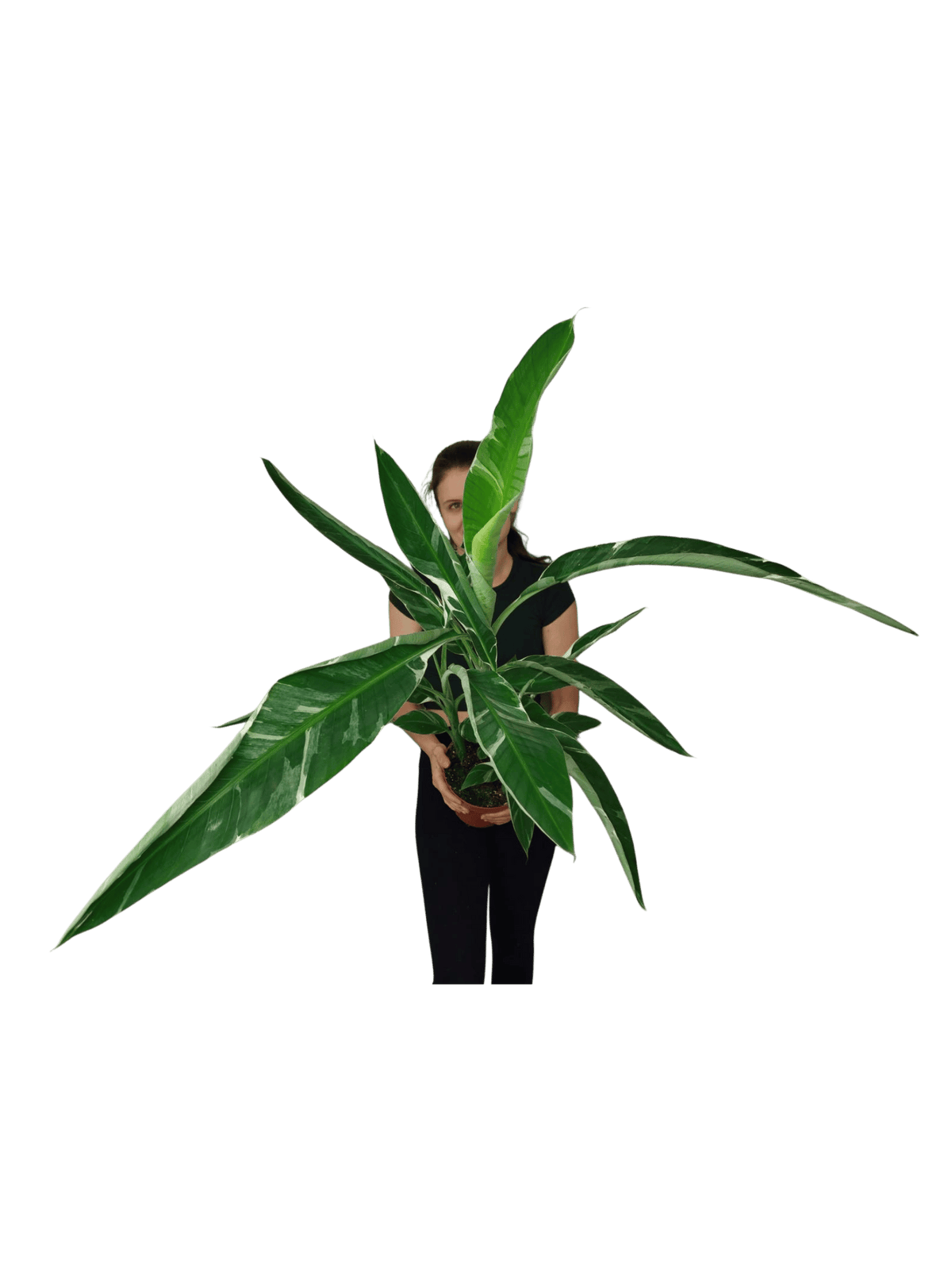 Musa Variegata buschig