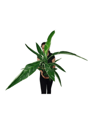 Musa Variegata buschig