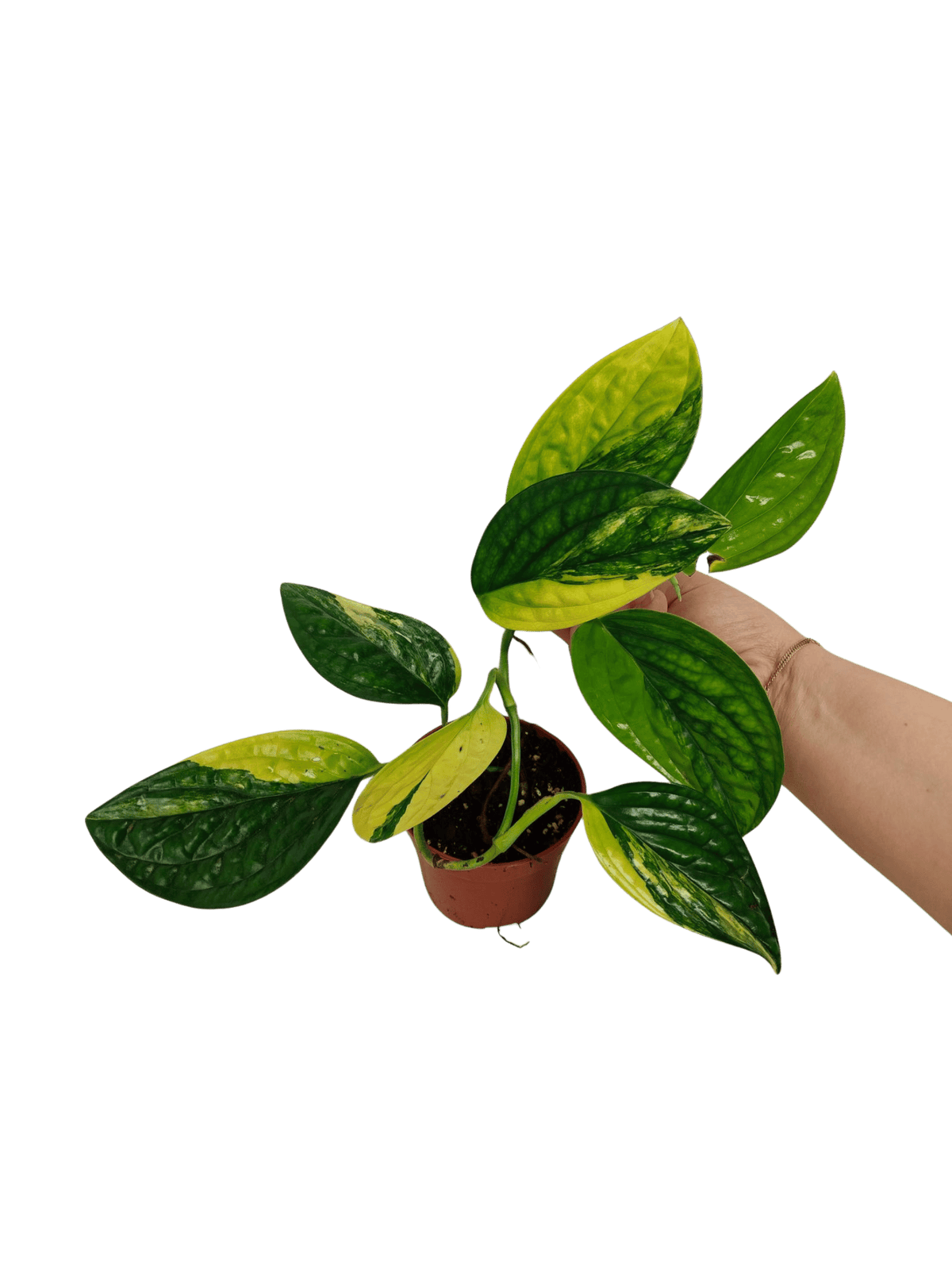 Monstera Karstenianum Peru Variegata