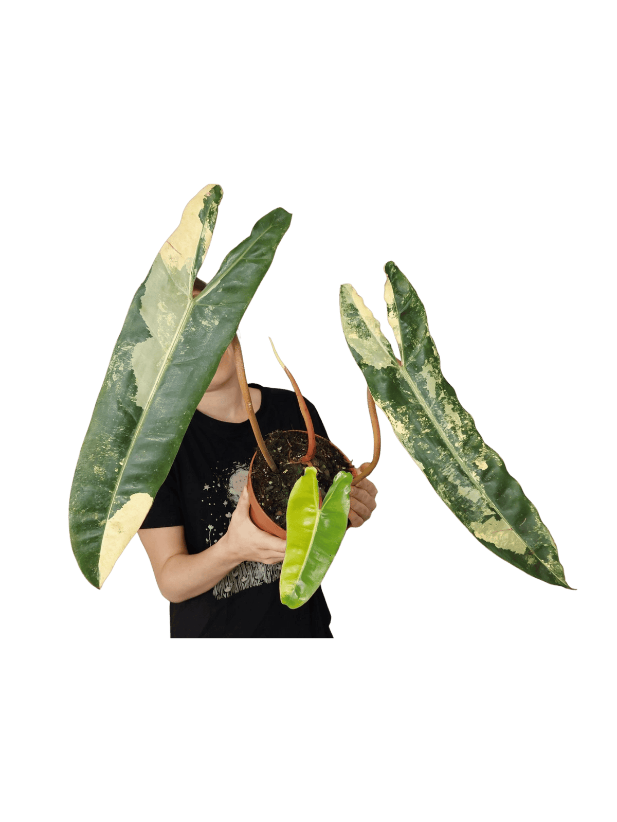 Philodendron Billietiae Variegata XXL