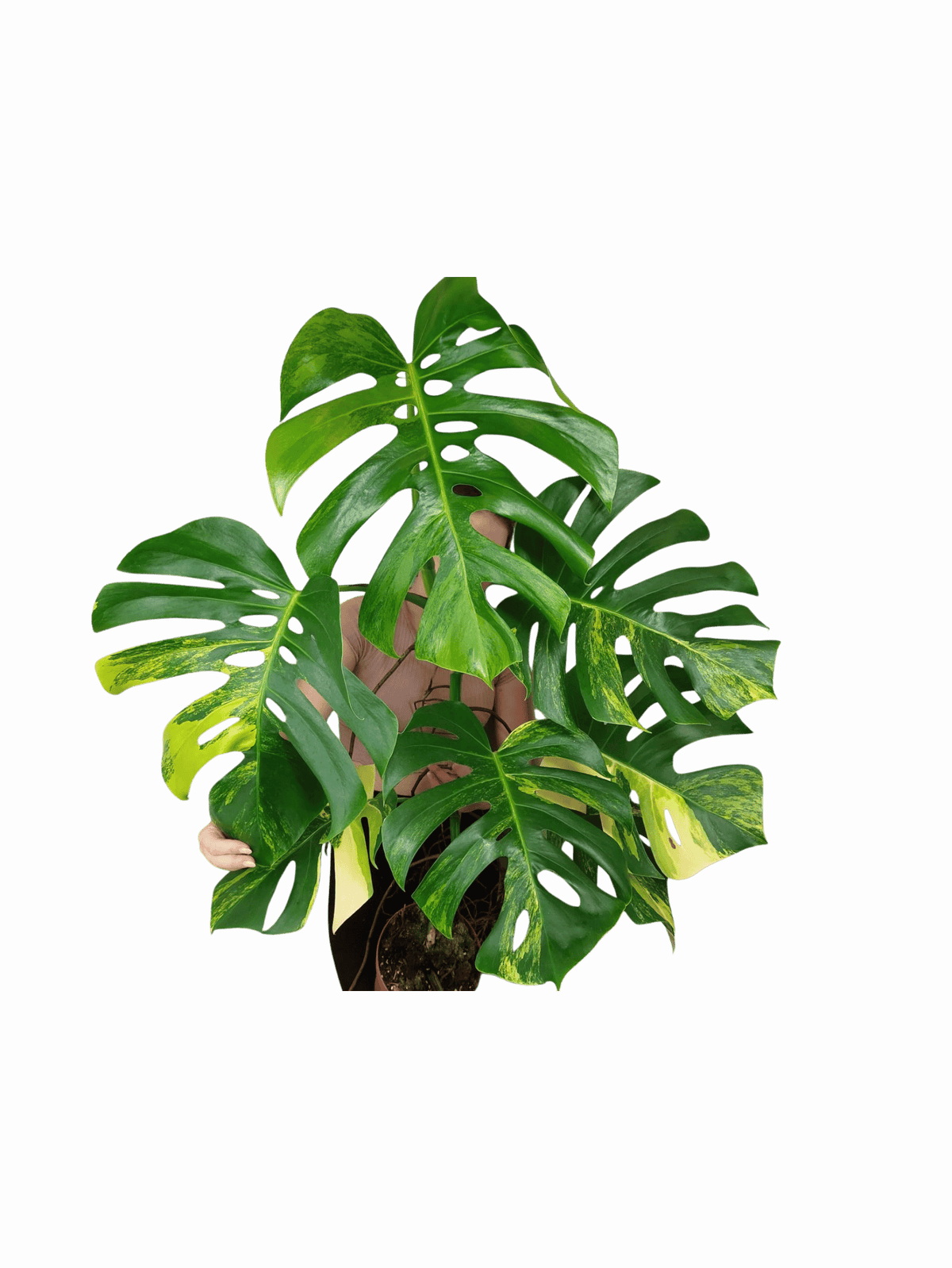 Monstera Aurea Adult
