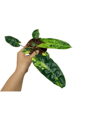 Philodendron Billietiae Variegata
