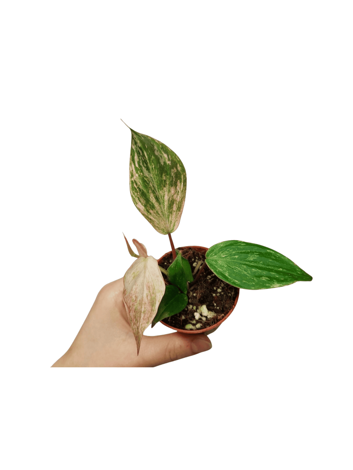 Philodendron Micans Marble Variegata