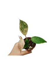 Philodendron Micans Marble Variegata