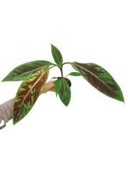 Musa Acuminata Zebrina