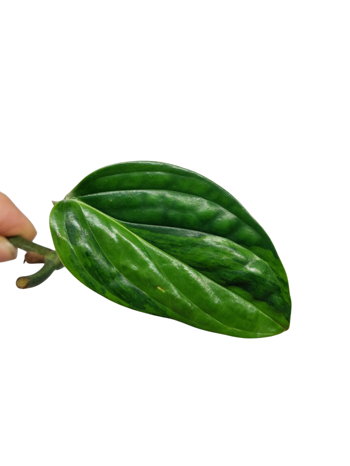 Monstera Karstenianum Peru Variegata Steckling