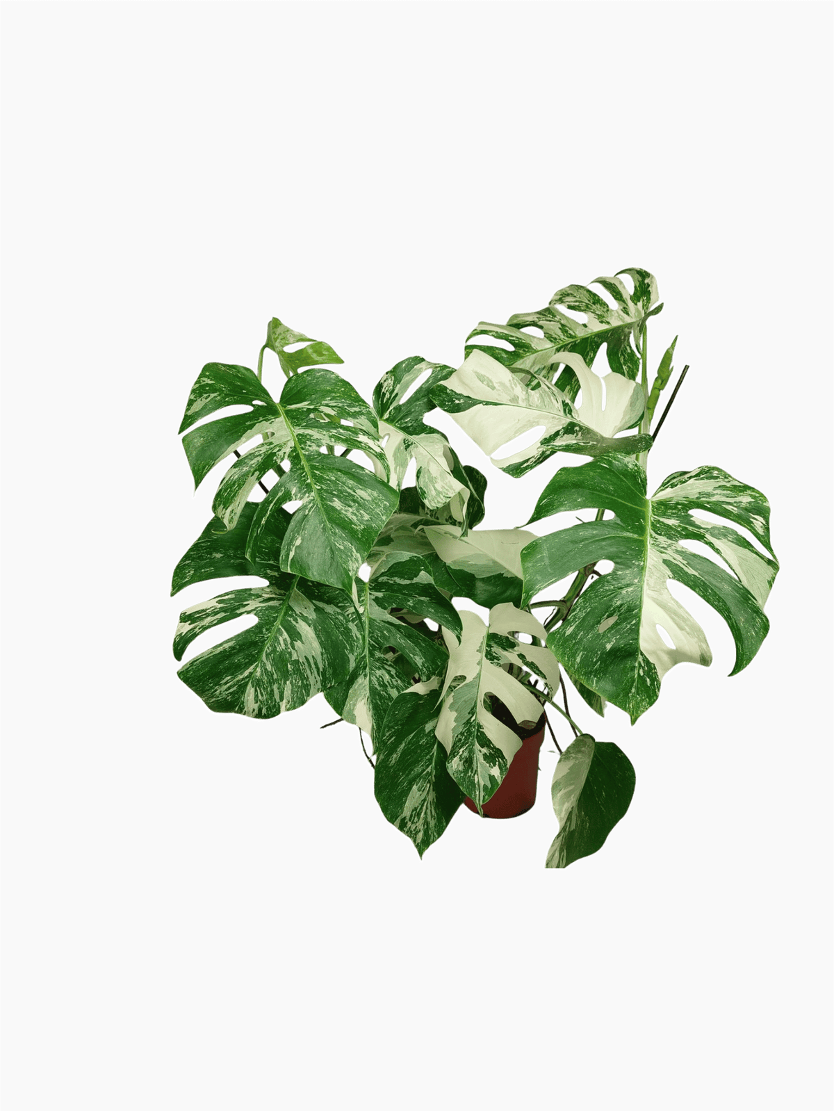 Monstera Variegata (zum aussuchen)