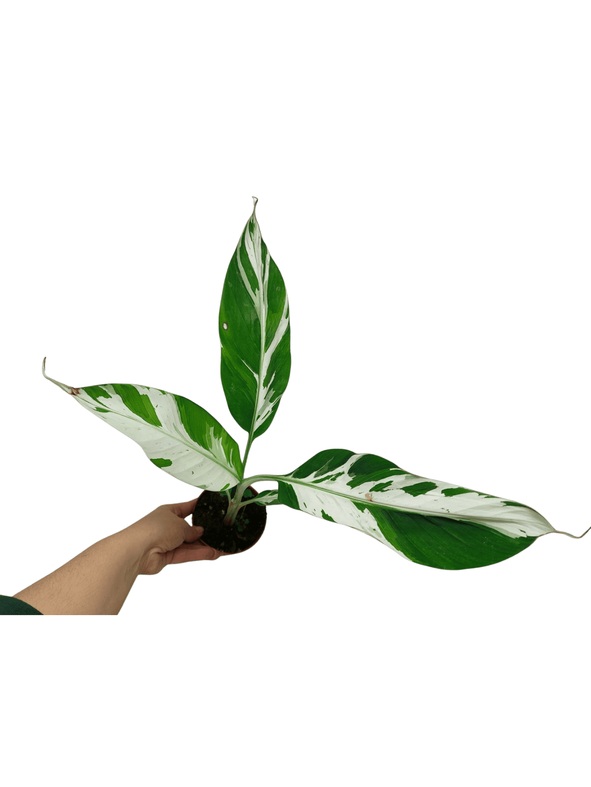 Musa Aeae Kuikawa