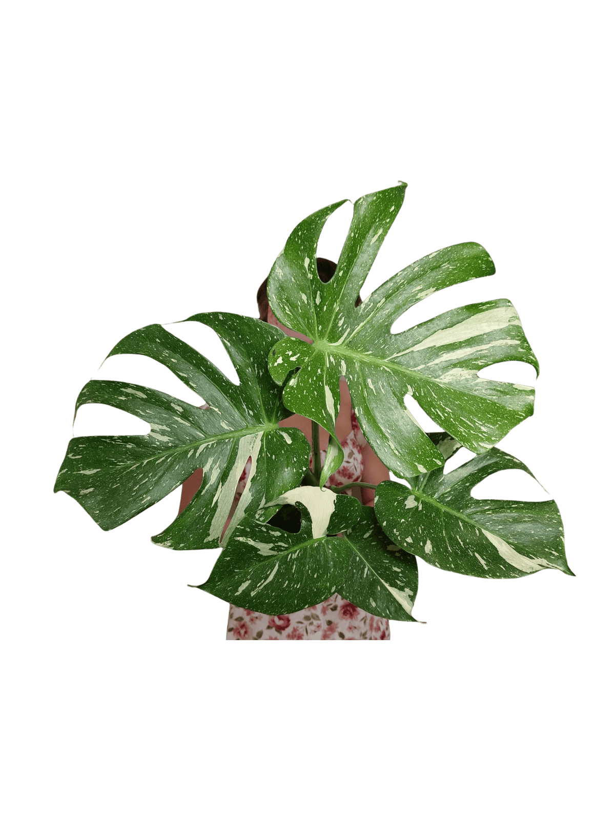 Monstera Thai Constellation