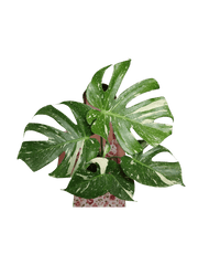 Monstera Thai Constellation