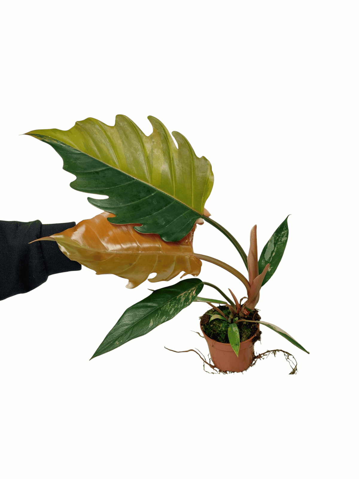 Philodendron Caramel Marble Variegata