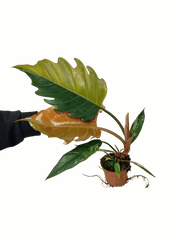 Philodendron Caramel Marble Variegata