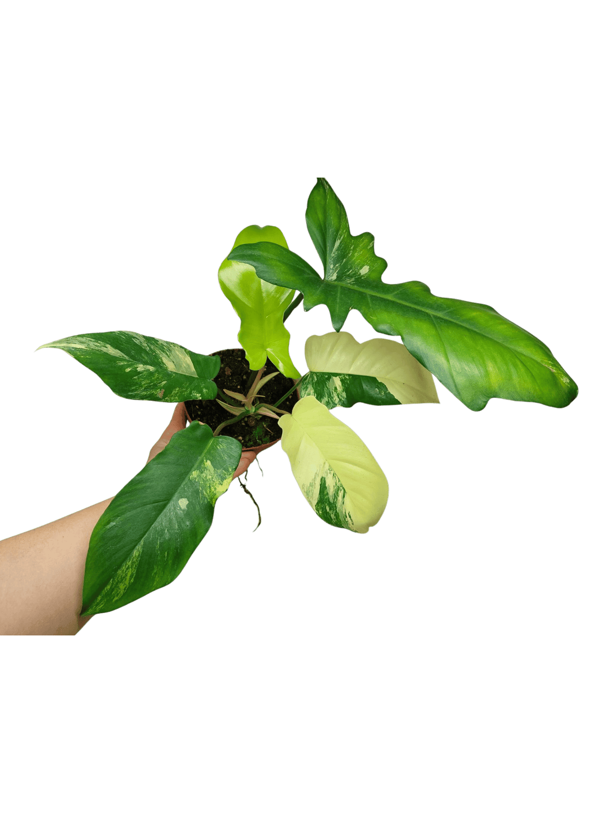 Philodendron Florida Beauty x Bipennifolium Variegata