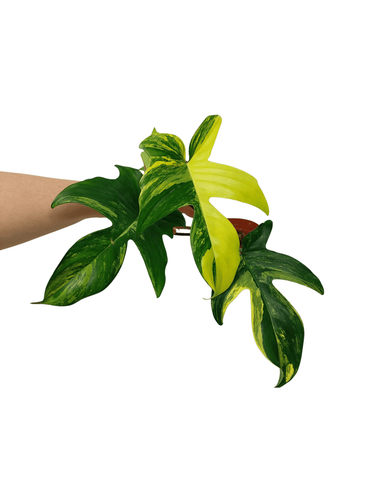 Philodendron Florida Beauty