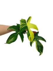 Philodendron Florida Beauty