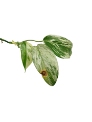 Scindapsus Blue Albo Salaka Variegata