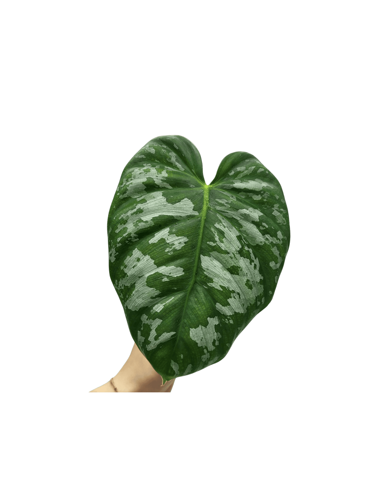 Philodendron Brandtianum Wild Form Steckling