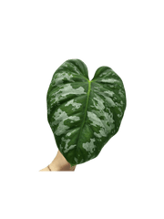 Philodendron Brandtianum Wild Form Steckling