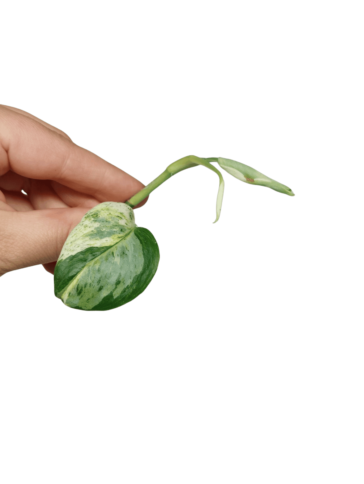 Scindapsus Treubii Moonlight Variegata Stecklinge