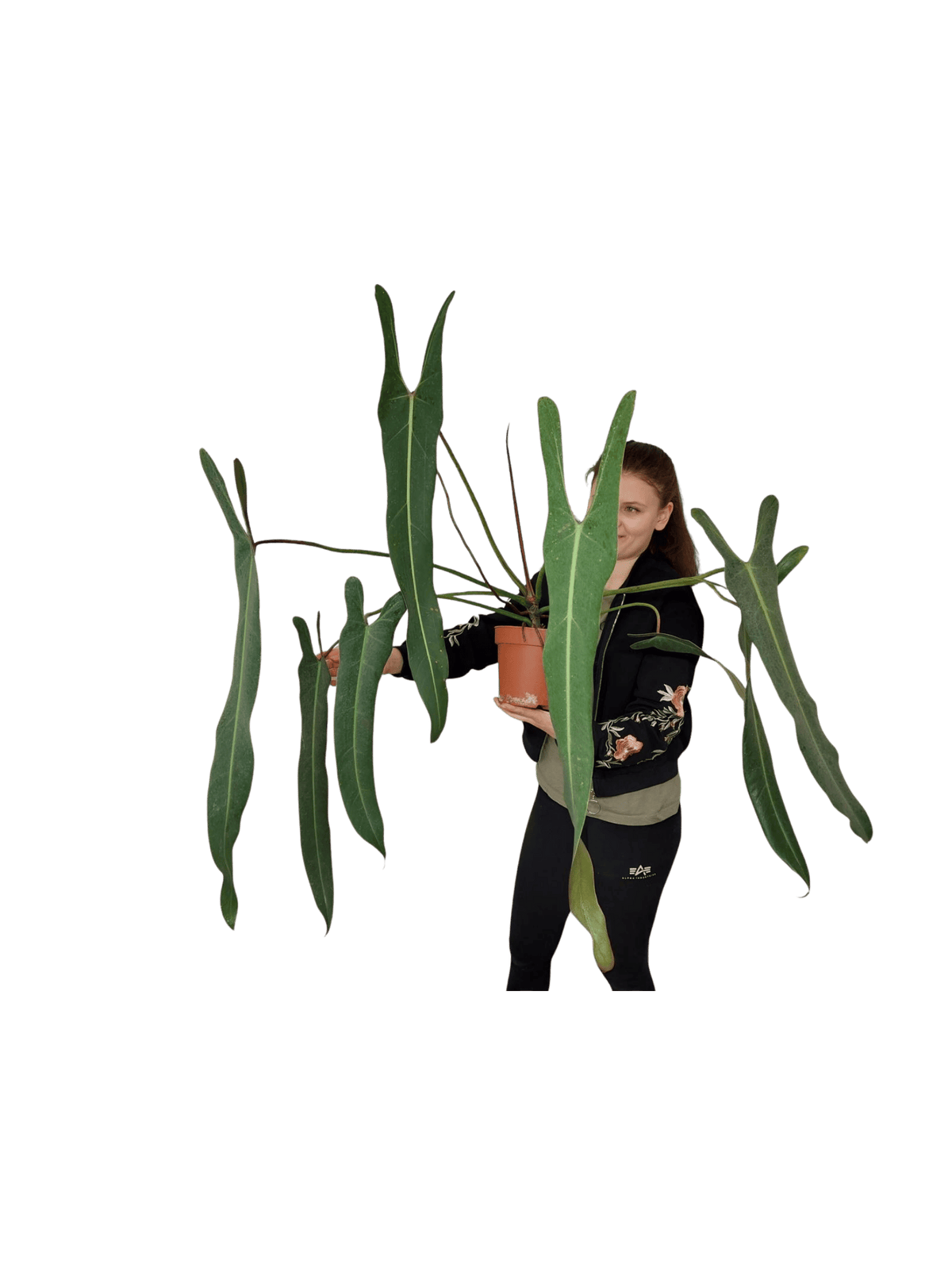 Philodendron Spiritus Sancti Adult