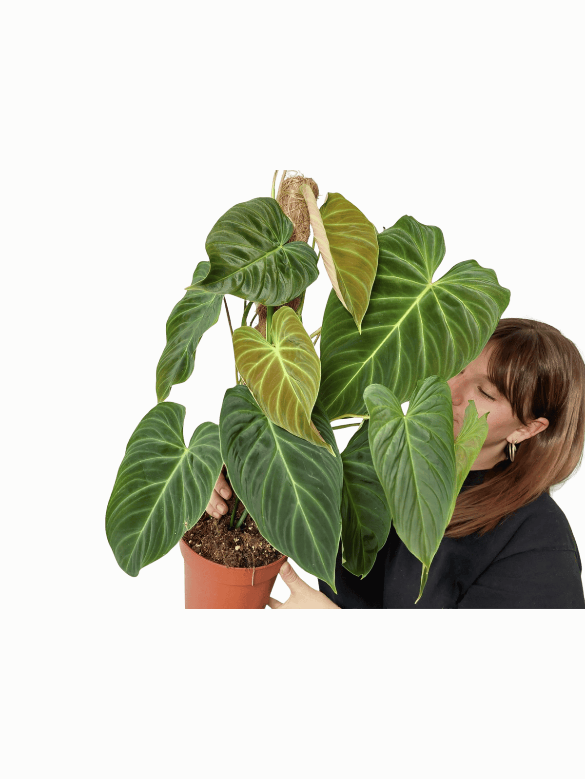 Philodendron Splendid buschig
