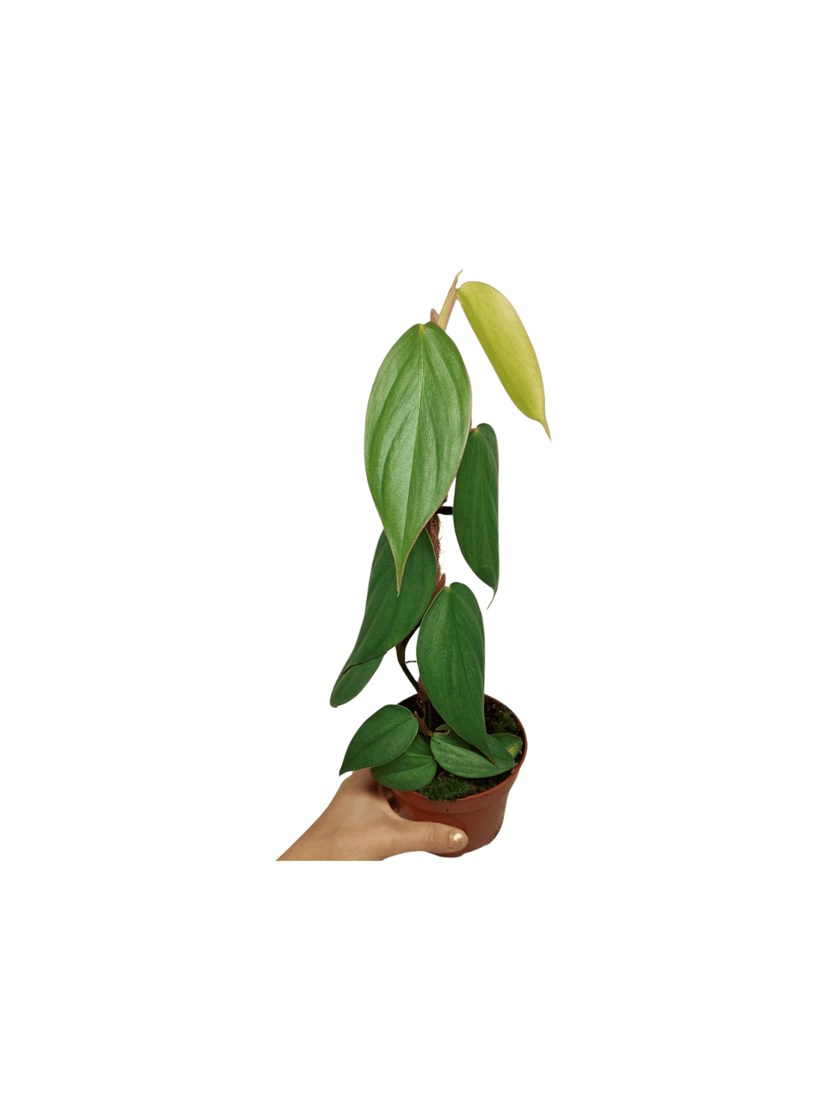 Philodendron Burle Marx Fantasy