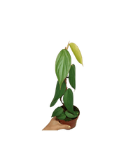 Philodendron Burle Marx Fantasy