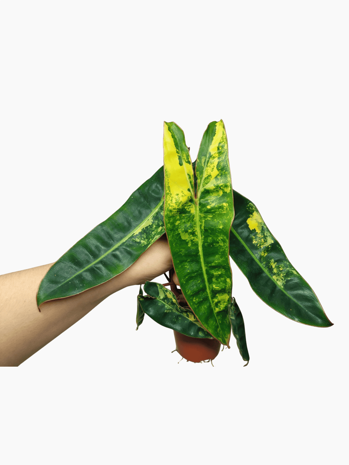 Philodendron Billietiae Variegata (zum aussuchen)