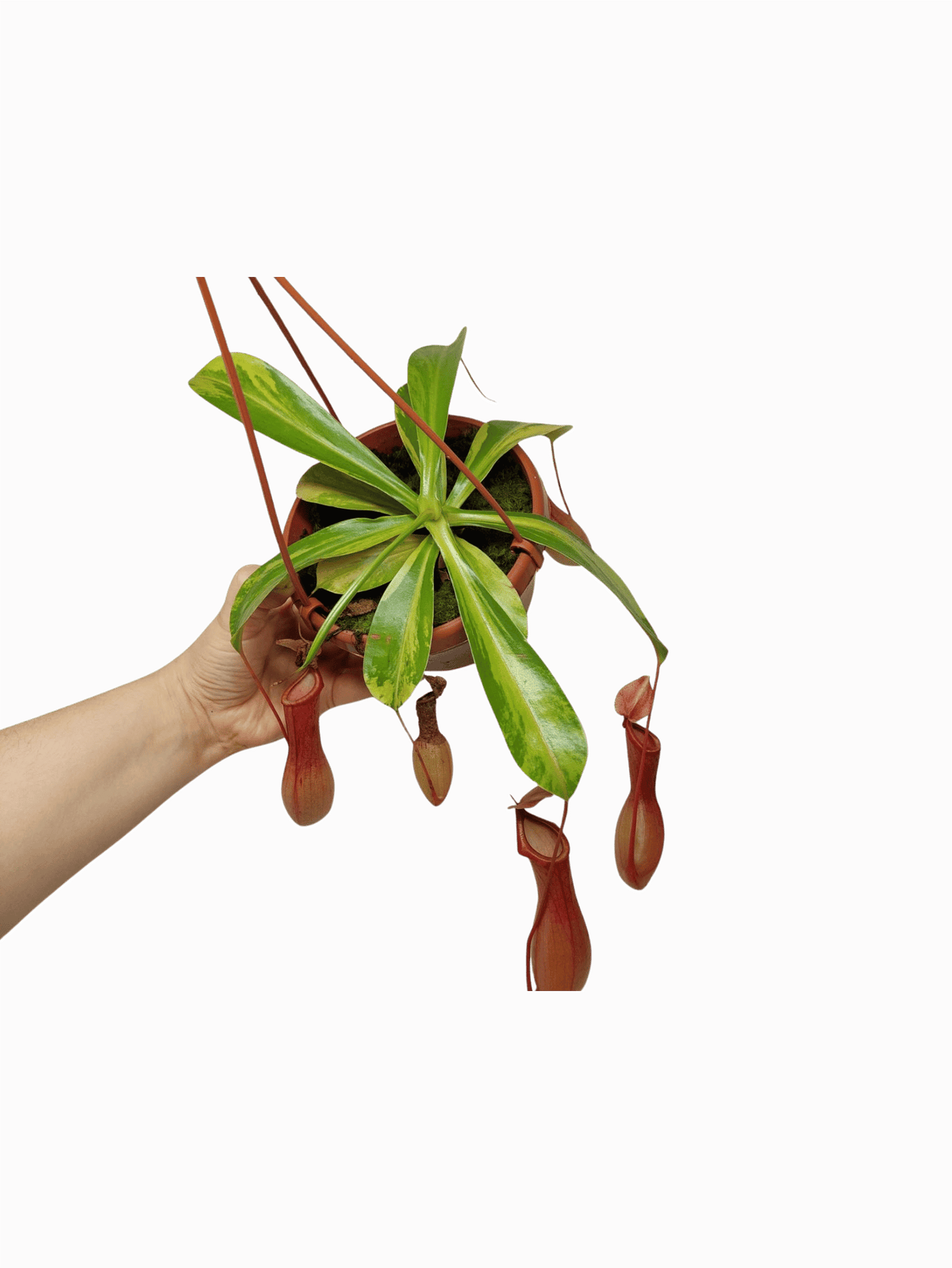 Nepenthes Alata Variegata