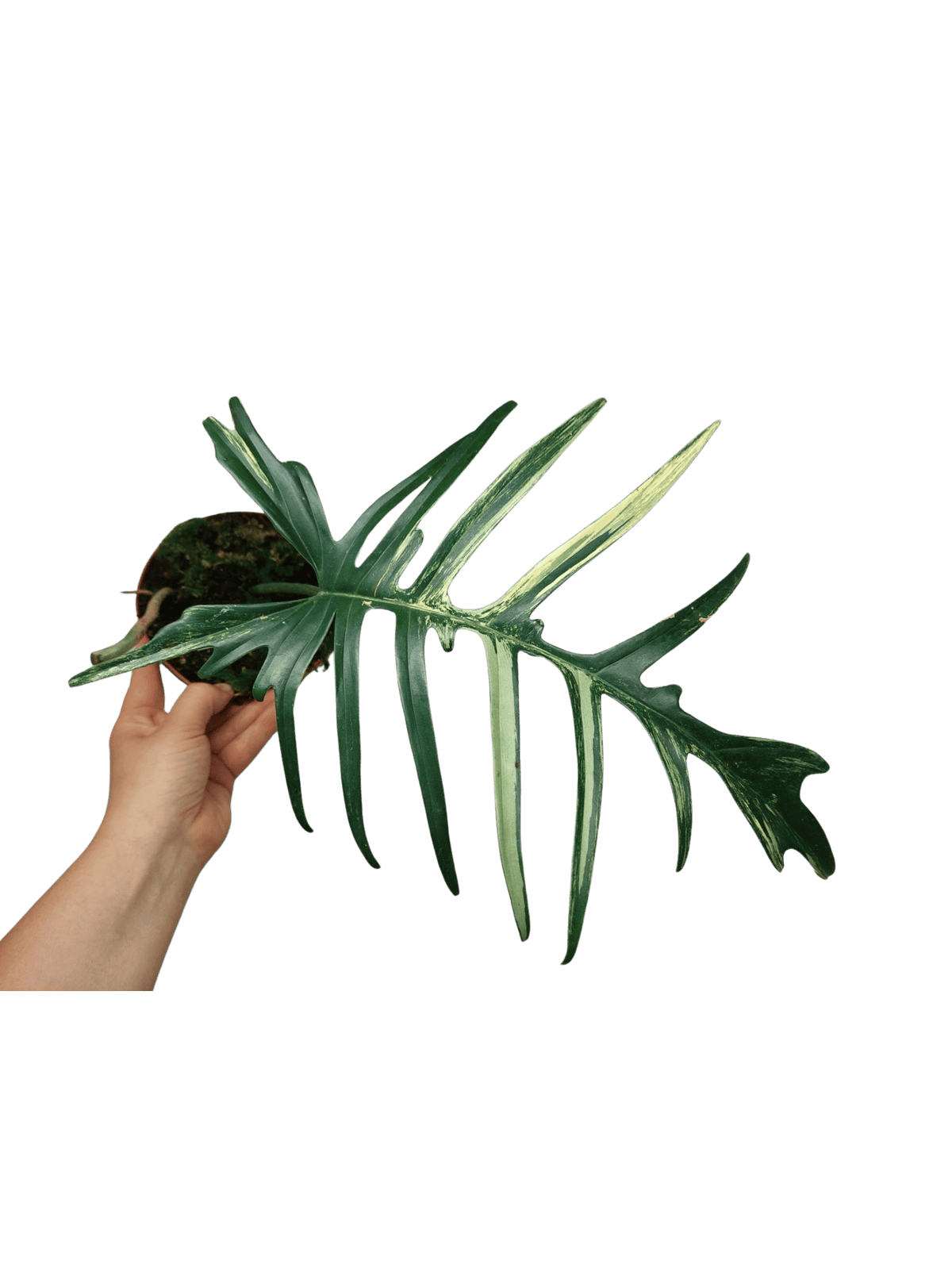 Philodendron Florida Beauty x Tortum Variegata vergrünt