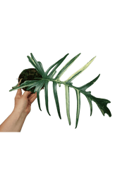 Philodendron Florida Beauty x Tortum Variegata vergrünt