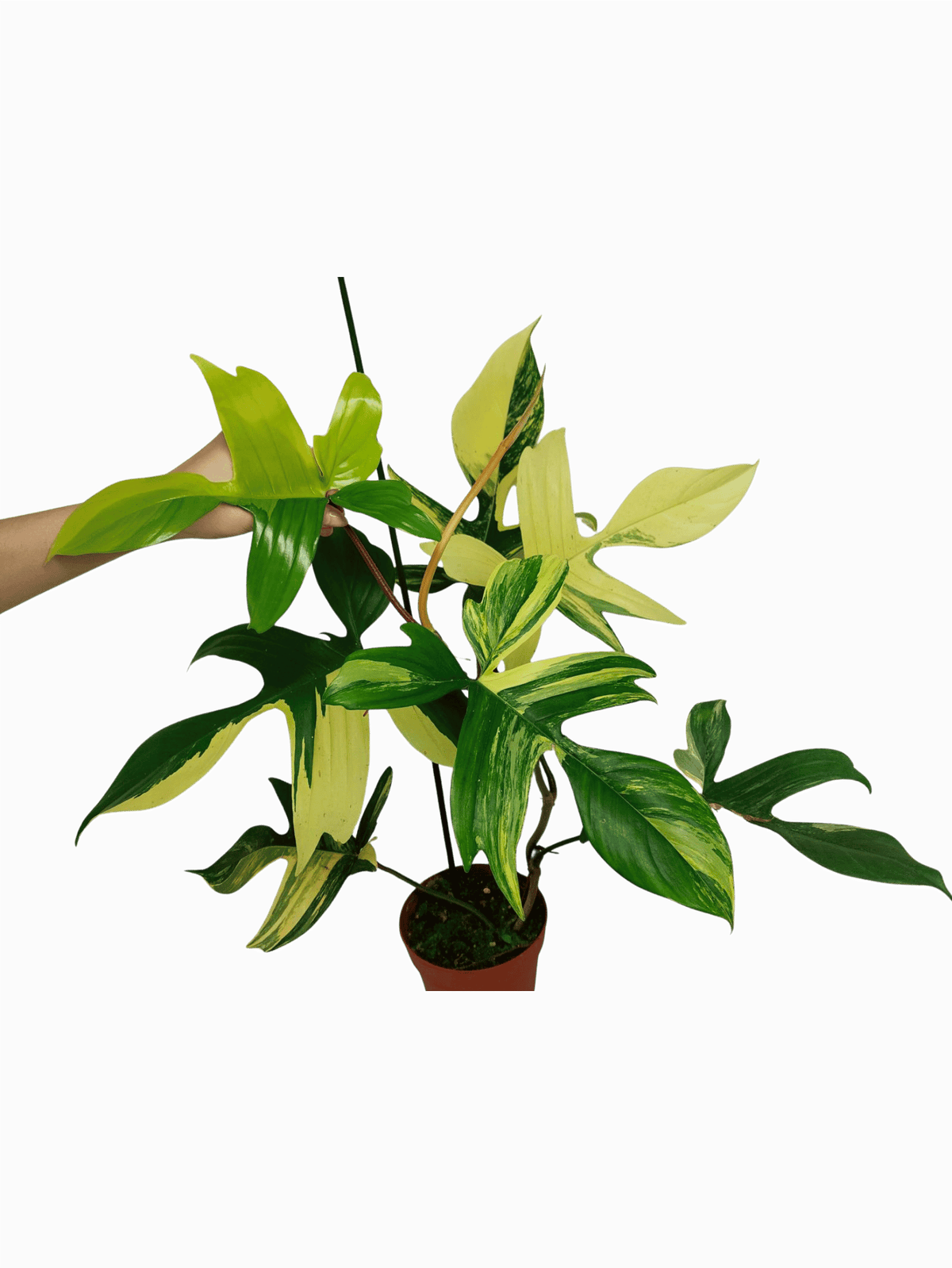 Philodendron Florida Beauty (zum aussuchen)