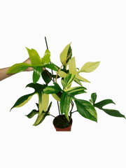 Philodendron Florida Beauty (zum aussuchen)