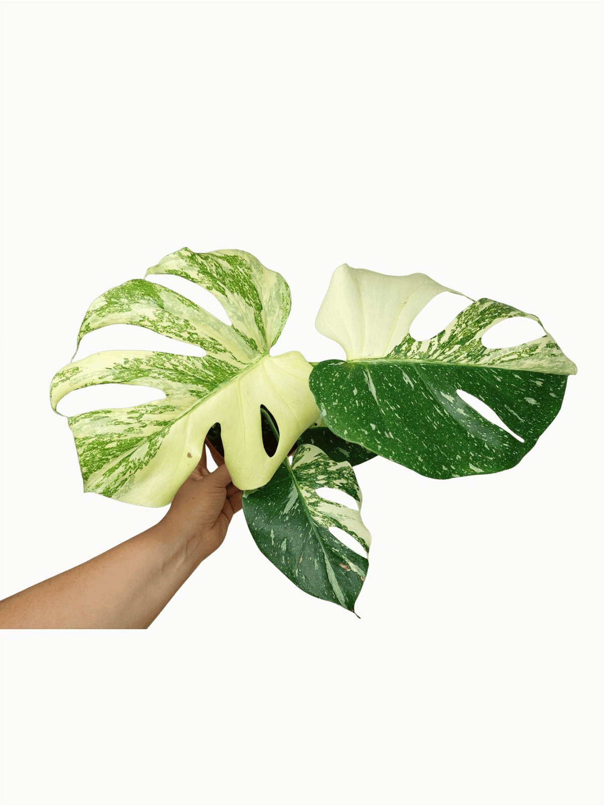 Monstera Thai Constellation stark panaschiert