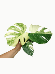 Monstera Thai Constellation stark panaschiert