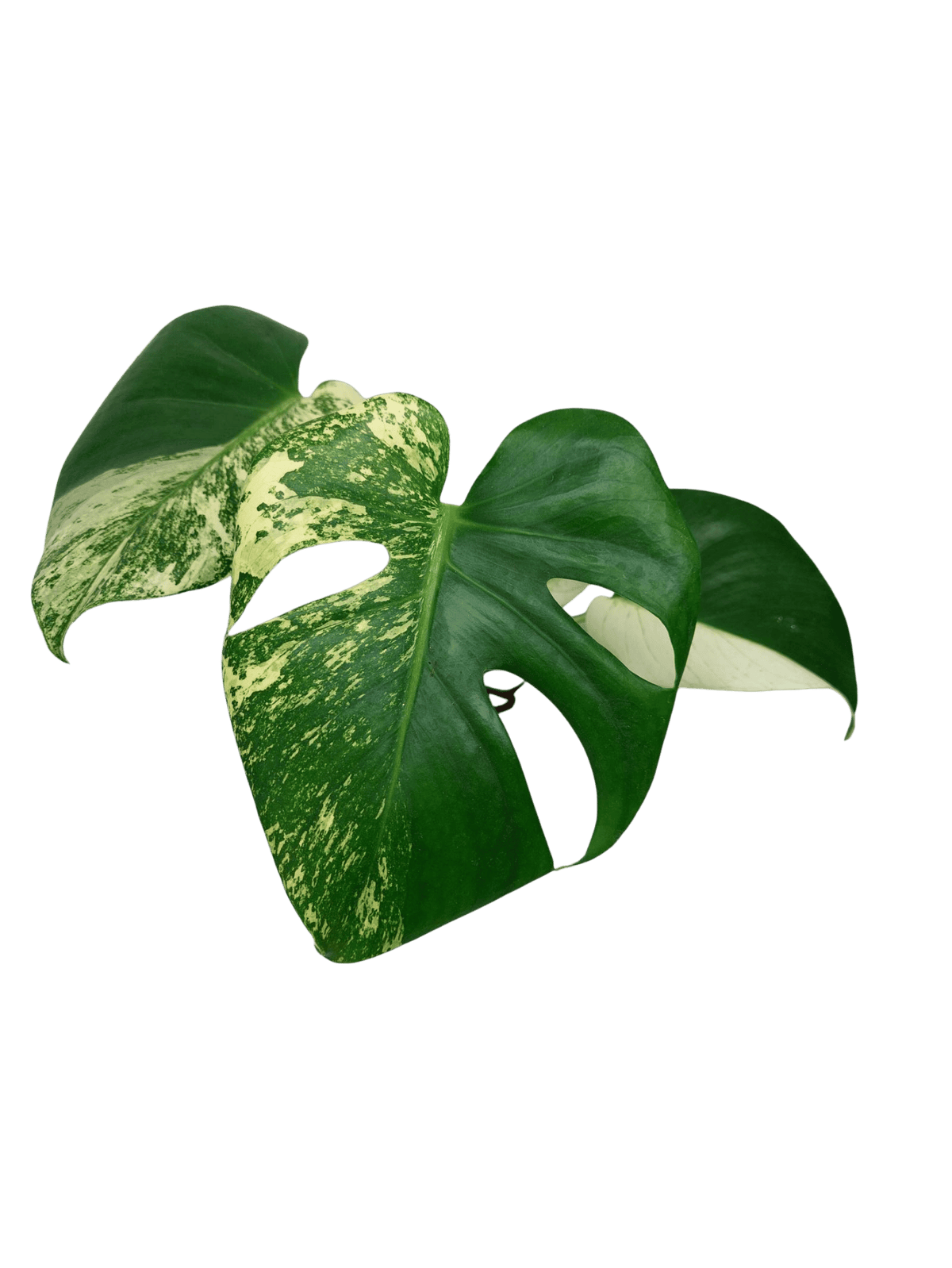 Monstera Jungle Mint
