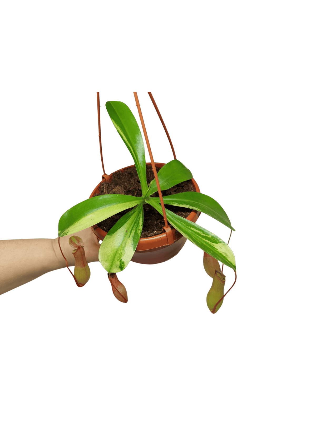 Nepenthes Alata Variegata