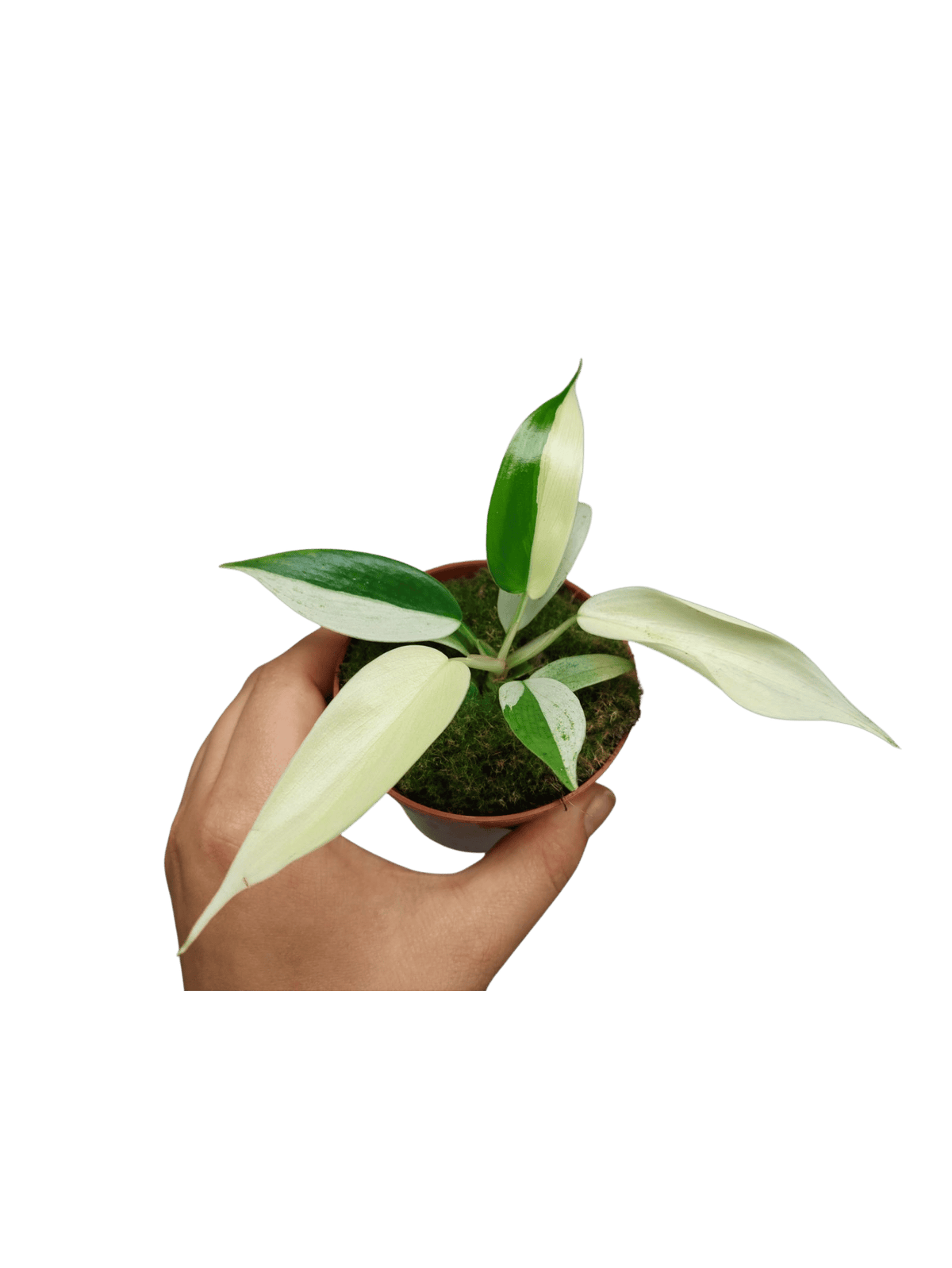 Philodendron Florida Ghost Mutation