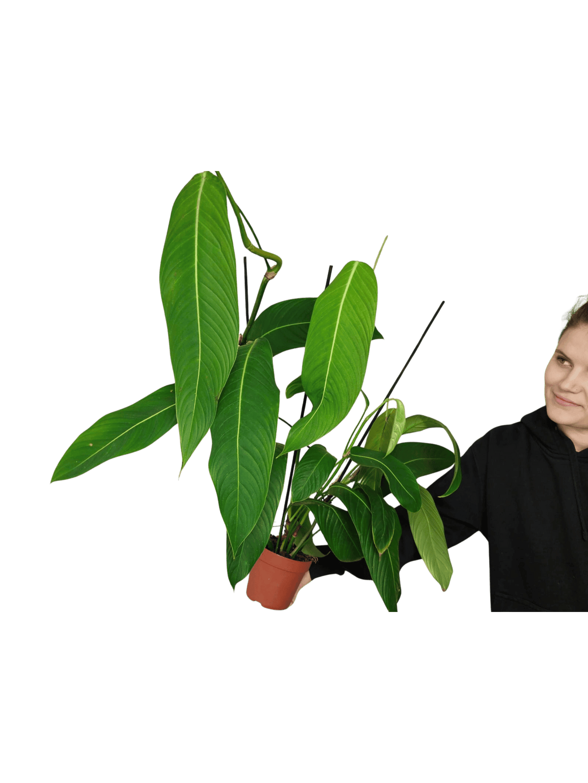 Philodendron Heterocraspedon